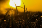 Can Landscapers Cut Grass in the Rain?