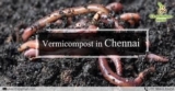 Vermicompost Manufacturer | SSVermicompost Industry