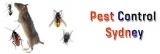 Ideas to Apply for Removing the Termites from Your Home